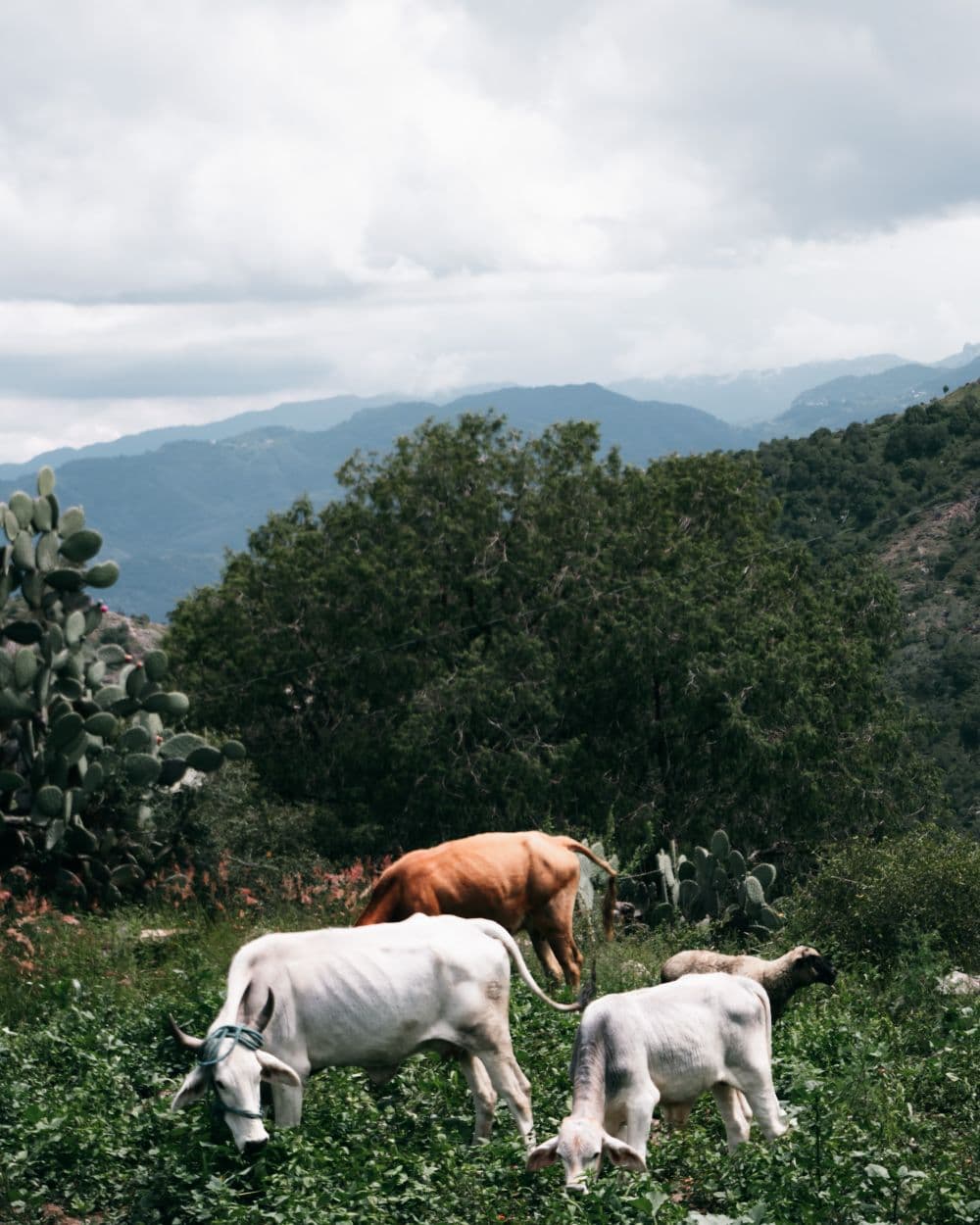 Pasture-raised cattle grazing at Kampos Farm in Thessaly